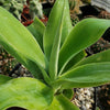 Foxtail Agave - Agave attenuata