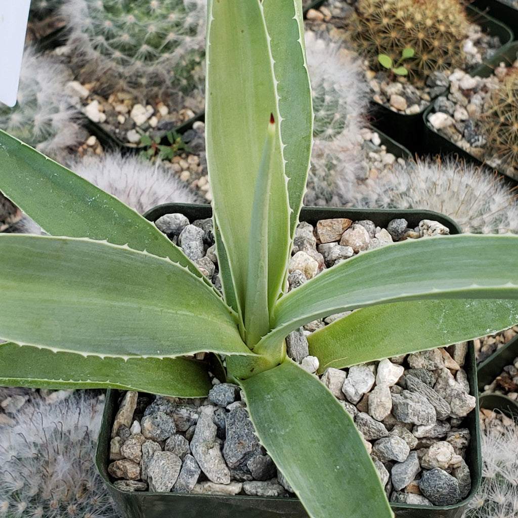 Agave angustifolia