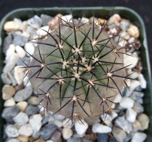 Copiapoa cinerea