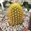 Weberbauerocereus johnsonii