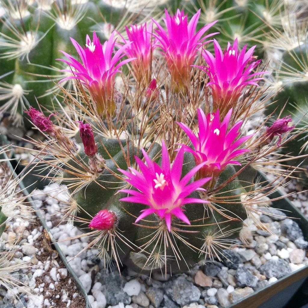 Neoporteria or Eriosyce villosa