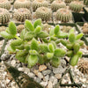 Pickle Plant ‘Delosperma echinatum’