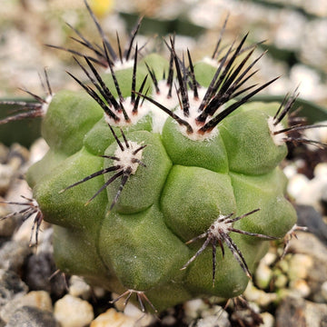 Copiapoa marginata Chilean Atacama Cactus | Planet Desert