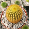 Weberbauerocereus johnsonii