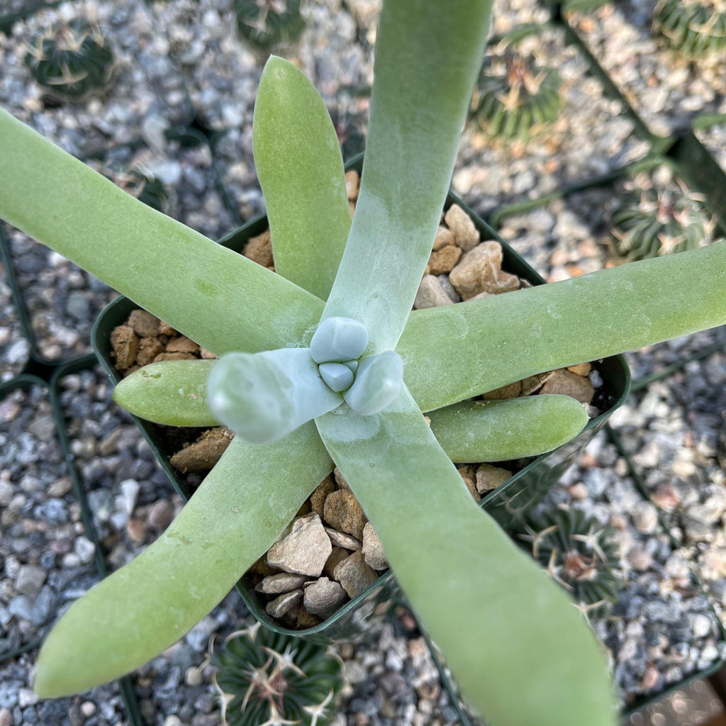 Dudleya pachyphytum