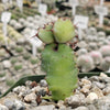 Euphorbia cooperi