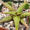 Aloe jucunda