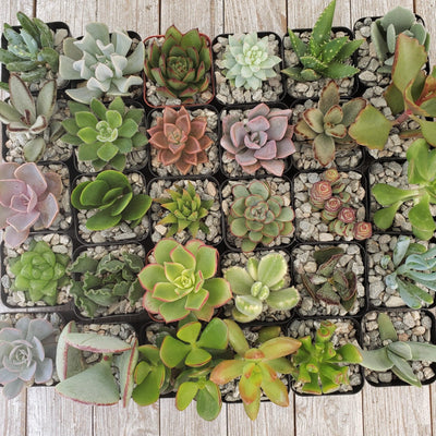 Assorted 2-Inch Succulents (25-Pack)
