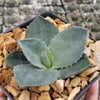 Agave Parryi Raulston