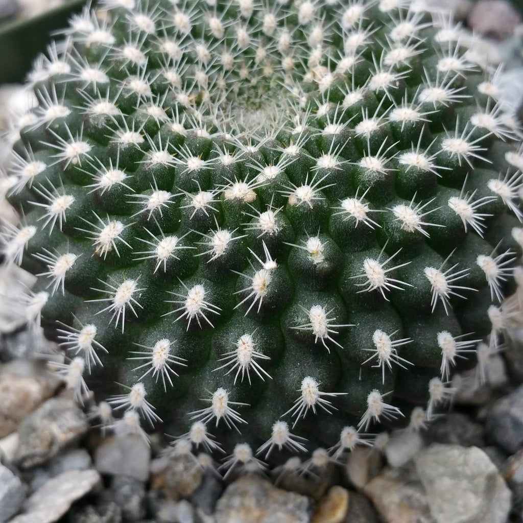 Rebutia krainziana