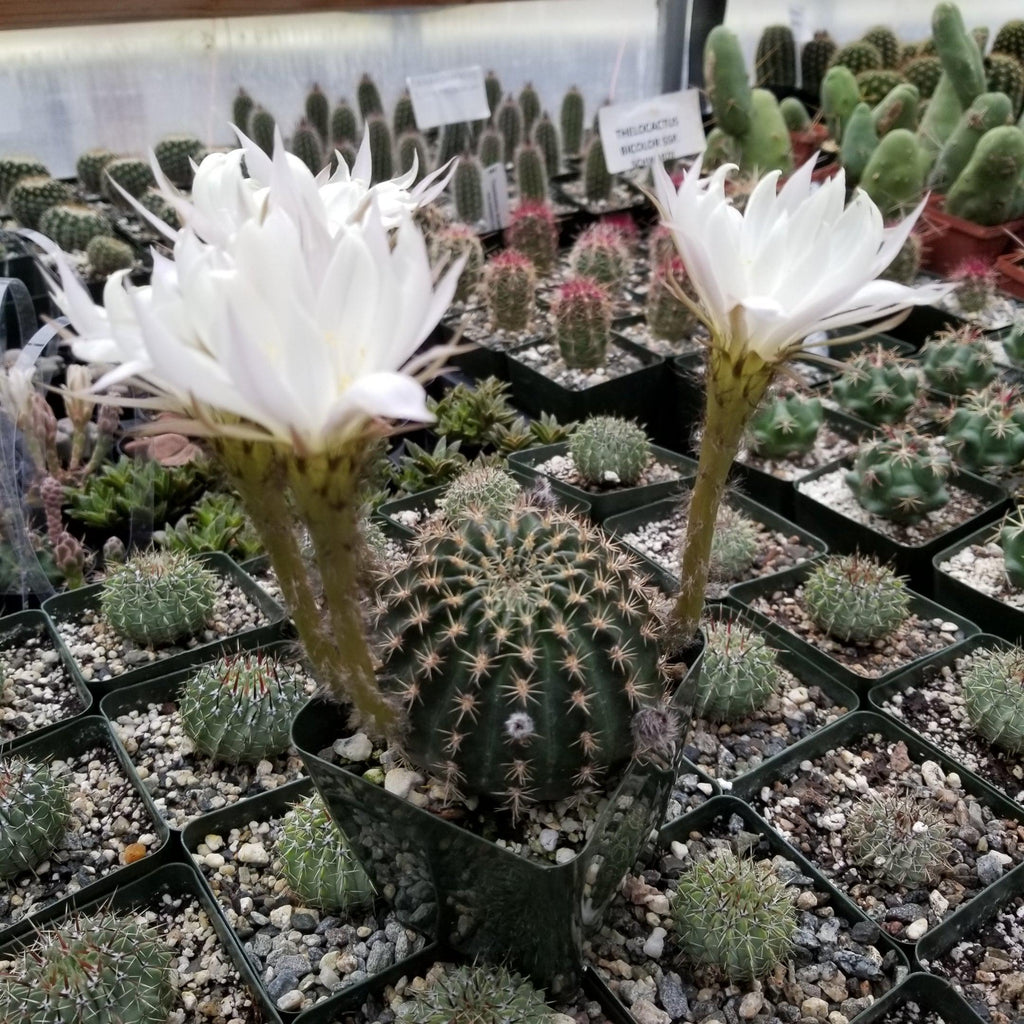Lobivia or Echinopsis ancistrophora kratochviliana
