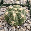 Gymnocalycium denudatum brasillense