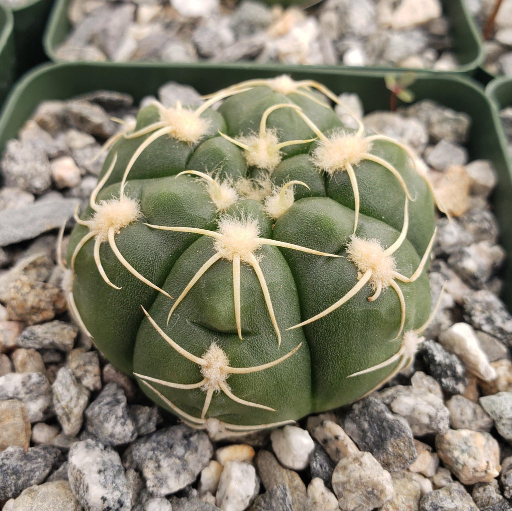 Gymnocalycium denudatum brasillense