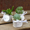 3 mini succulents in tin pails wedding or party favor arrangements