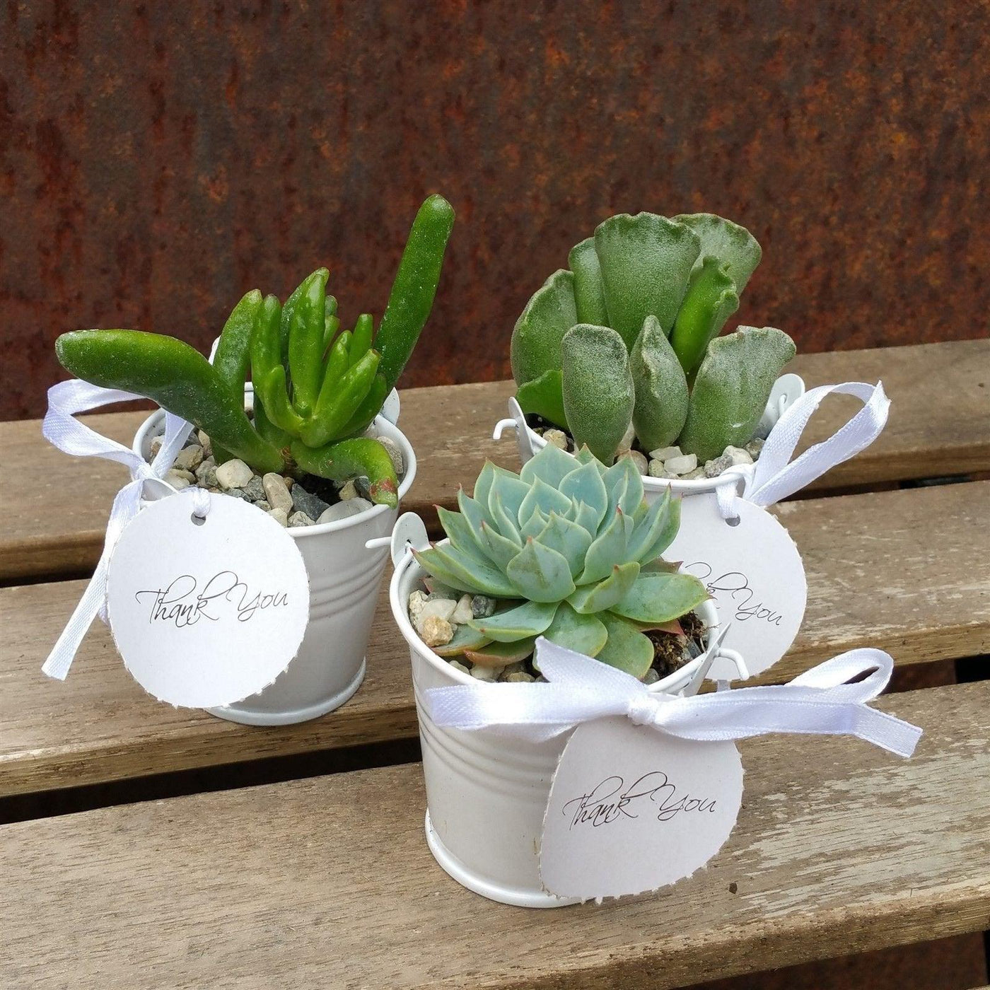 succulent wedding favor sign 3 mini succulents in tin pails wedding or party favor arrangements – Planet Desert