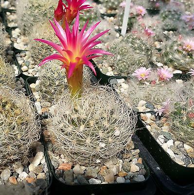 Neoporteria nidus senilis