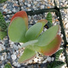 Flapjack Plant ‘Kalanchoe luciae’