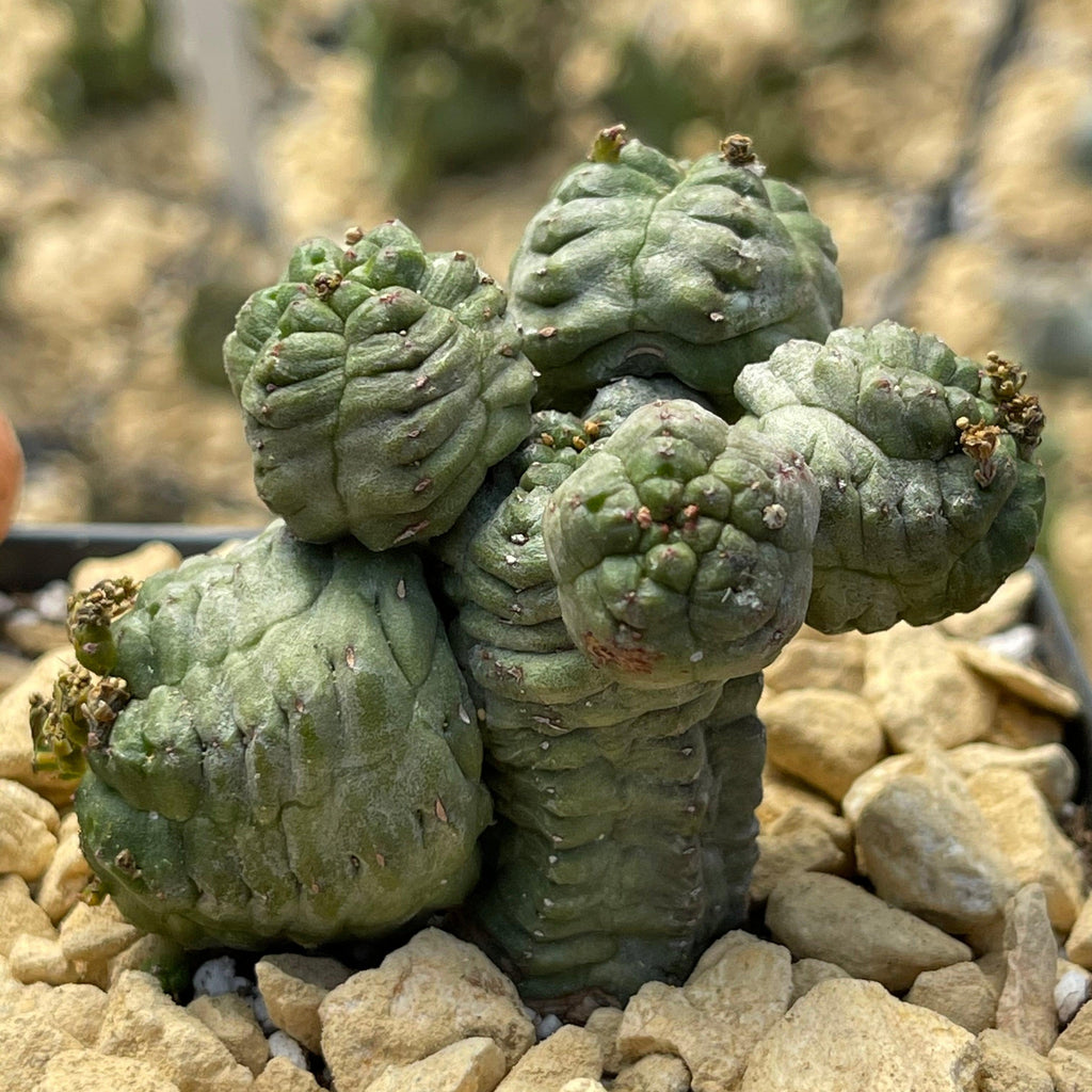 Euphorbia pseudoglobosa green