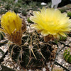 Notocactus tureczekianus