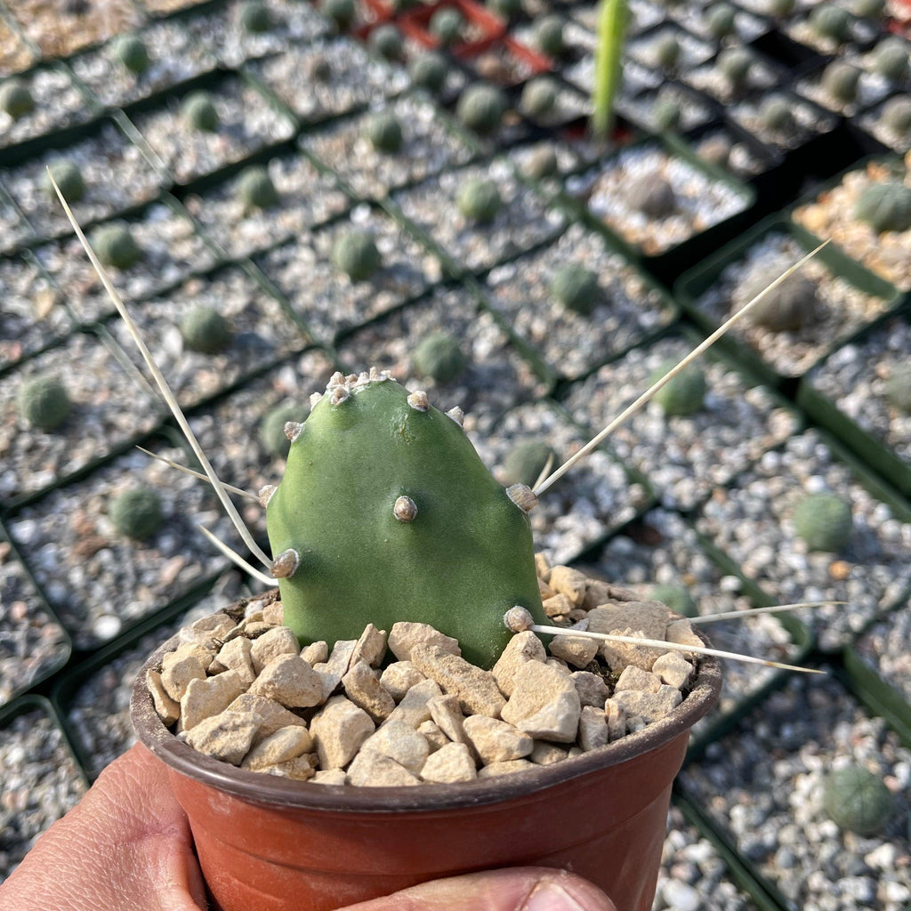 Opuntia quimilo pad cutting