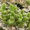 Pickle Plant ‘Delosperma echinatum’