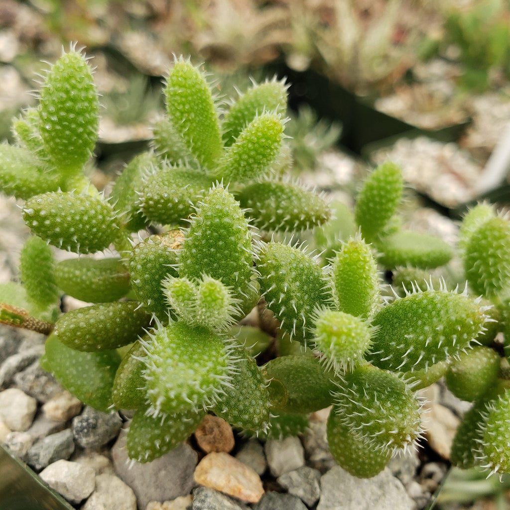 Pickle Plant ‘Delosperma echinatum’