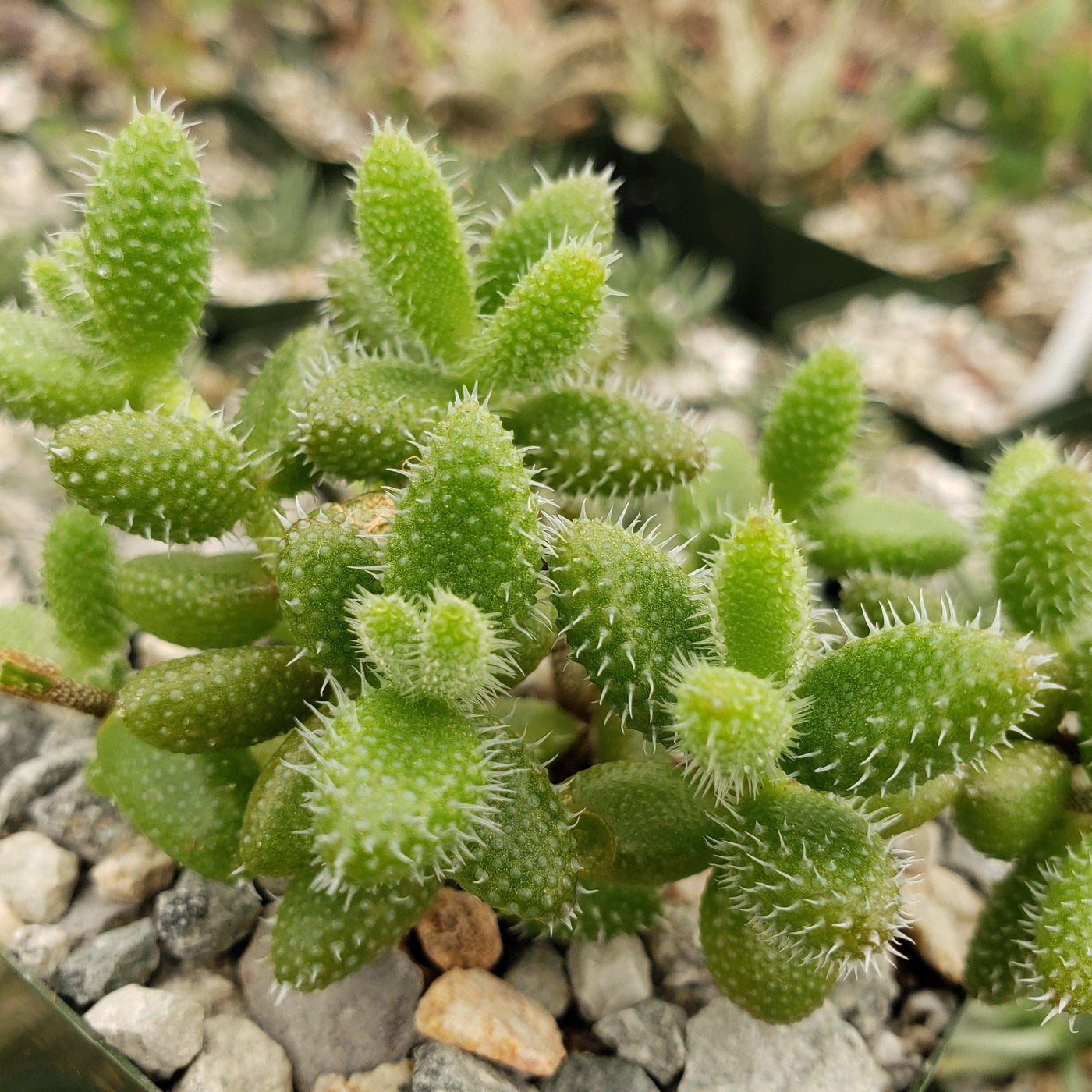Show Pickle Plant Delosperma Echinatum Care And Growing Guide show-pickle-plant-delosperma-echinatum-care-and-growing-guide