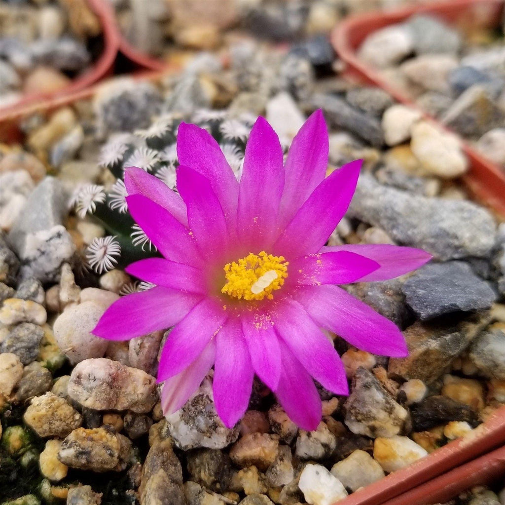 Mammillaria hernandezii