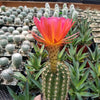 Torch Cactus - Trichocereus grandiflorus