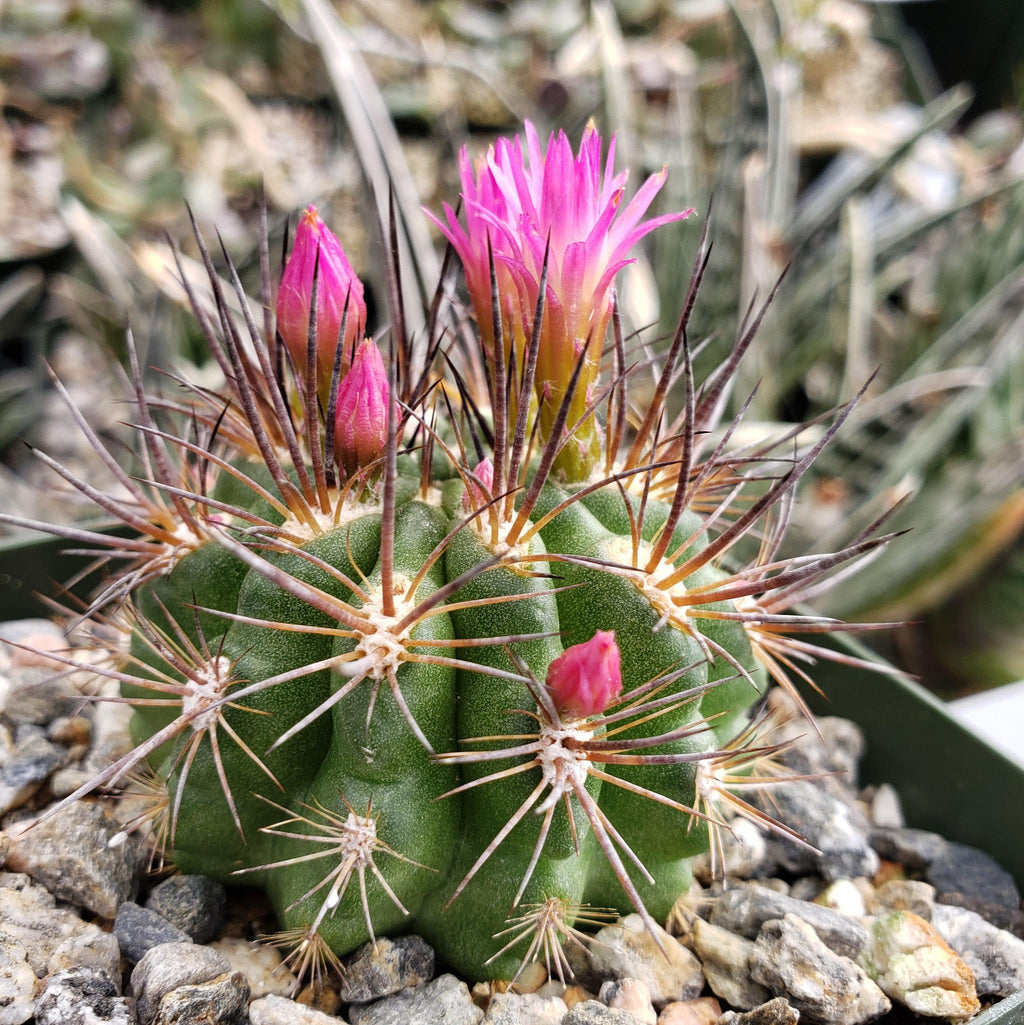 Neochilenia wagenknechtii