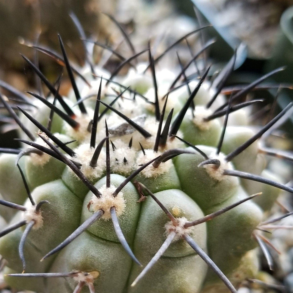 Copiapoa lembckei