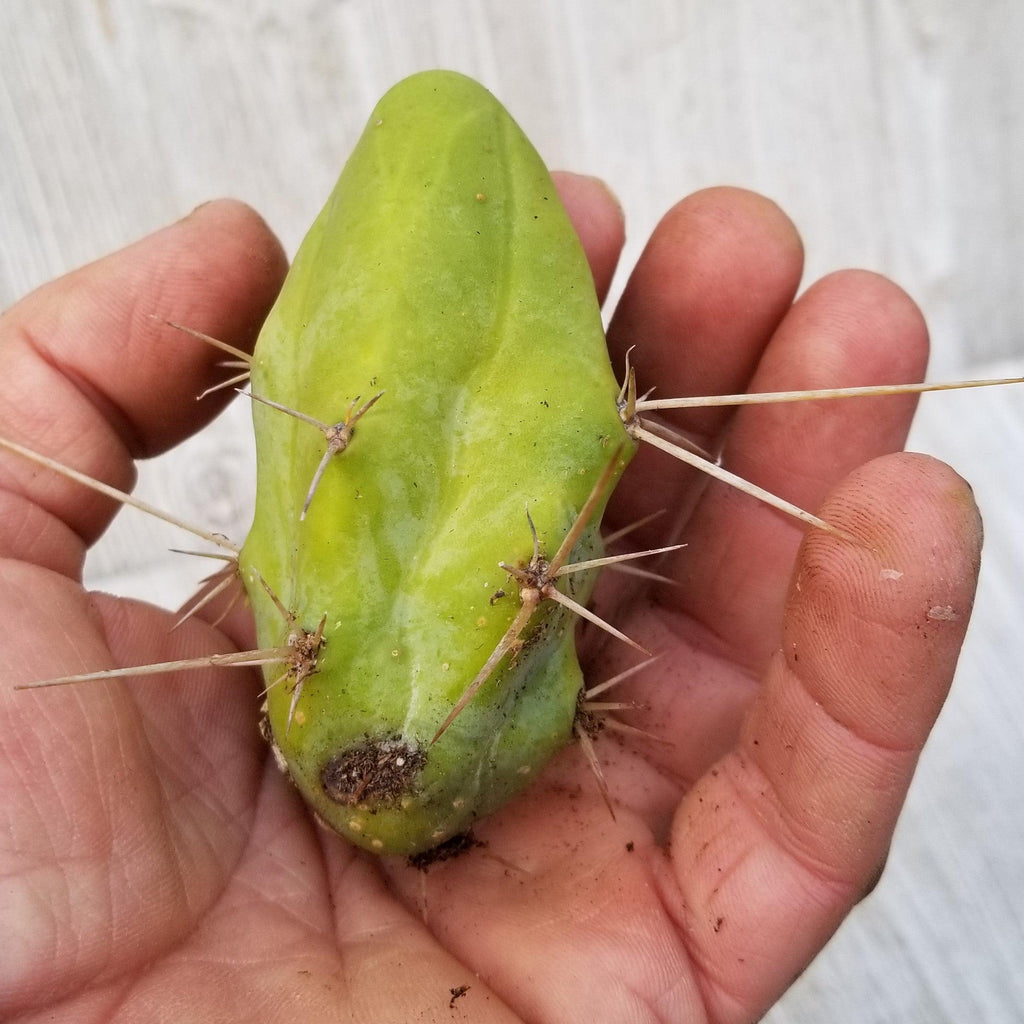 Unrooted Cutting Trichocereus bridgesii Monstrose Penis Cactus