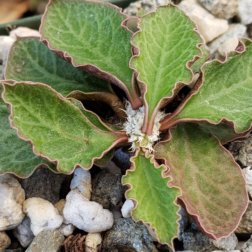 Euphorbia ambovombensis