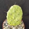 Opuntia sunburst variegata