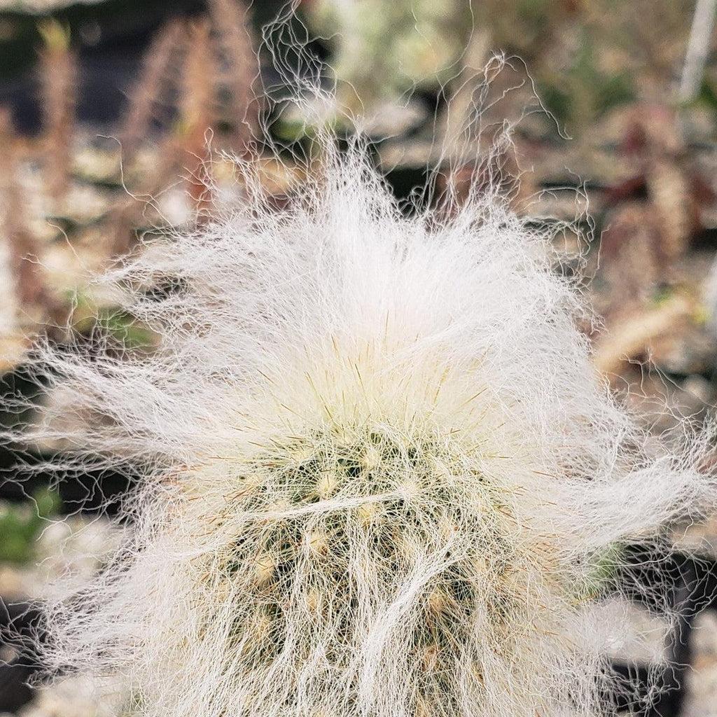 Espostoa lanata peruvian old man