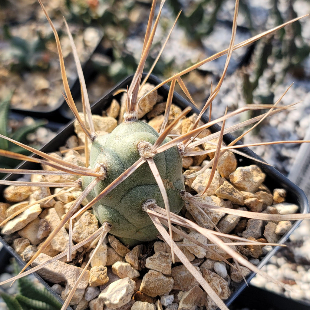 Tephrocactus aoracanthus
