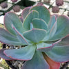 Echeveria Blue Sky