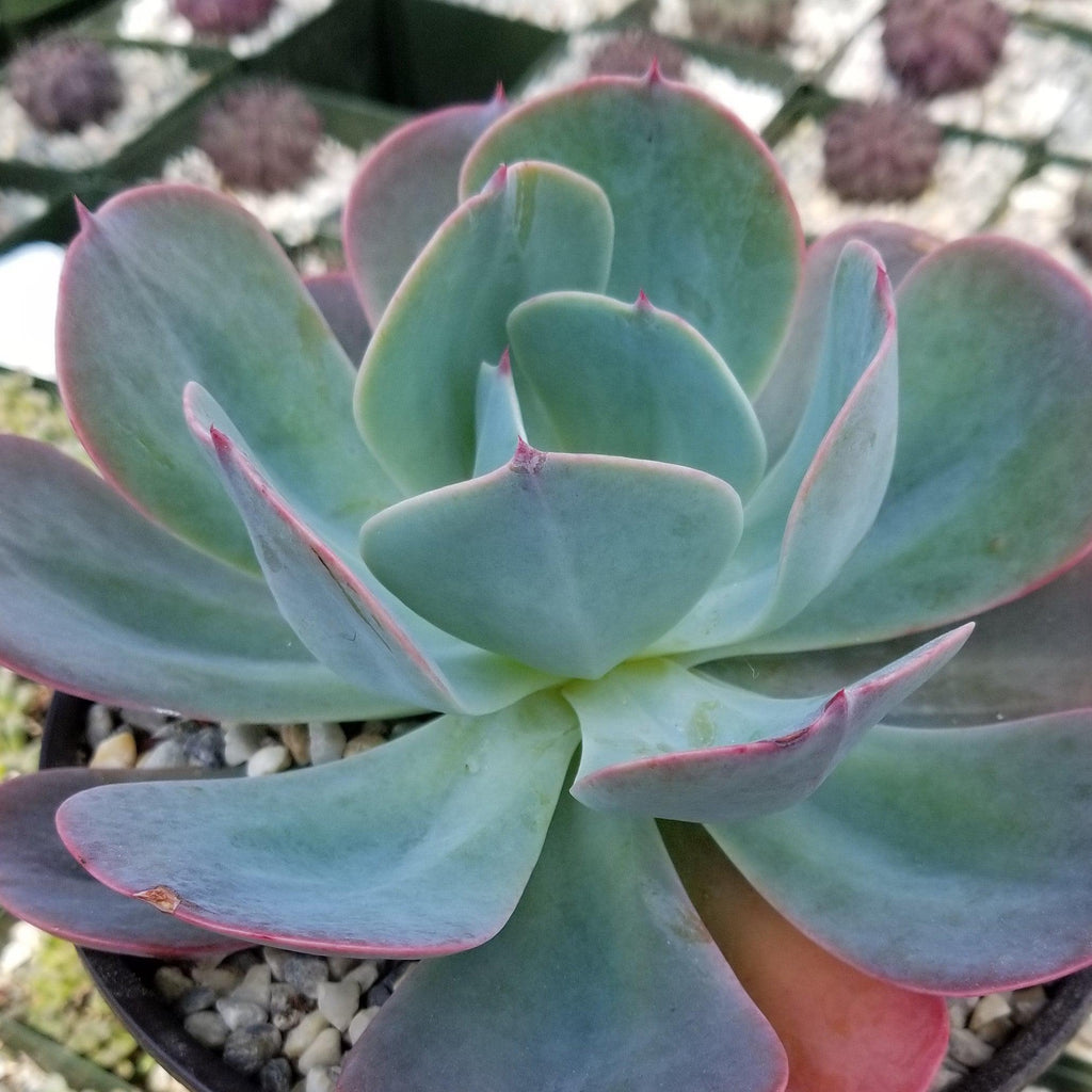 Echeveria Blue Sky