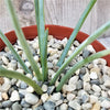 Agave stricta ‘Hedgehog Agave’