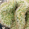 Brain Cactus - Mammillaria Elongata Cristata