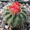 Parodia oculta