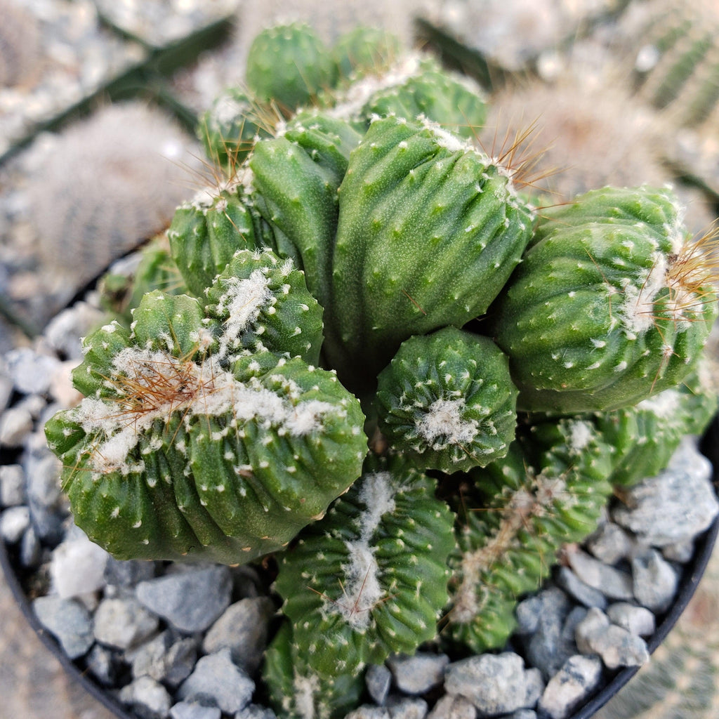 Cereus forbesii crest monstrose Ming Thing
