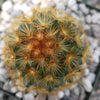 Mammillaria carmenae