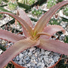 Malagasy Tree Aloe - Aloe vaombe