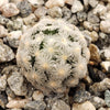 Mammillaria theresae