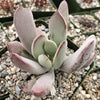 Cotyledon white sprite