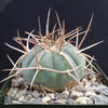 Gymnocalycium cardenasianum