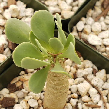 succulent fat leaves Shop 'Othonna euphorbioides' Care & Growing Guide