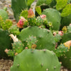 Opuntia ellisian