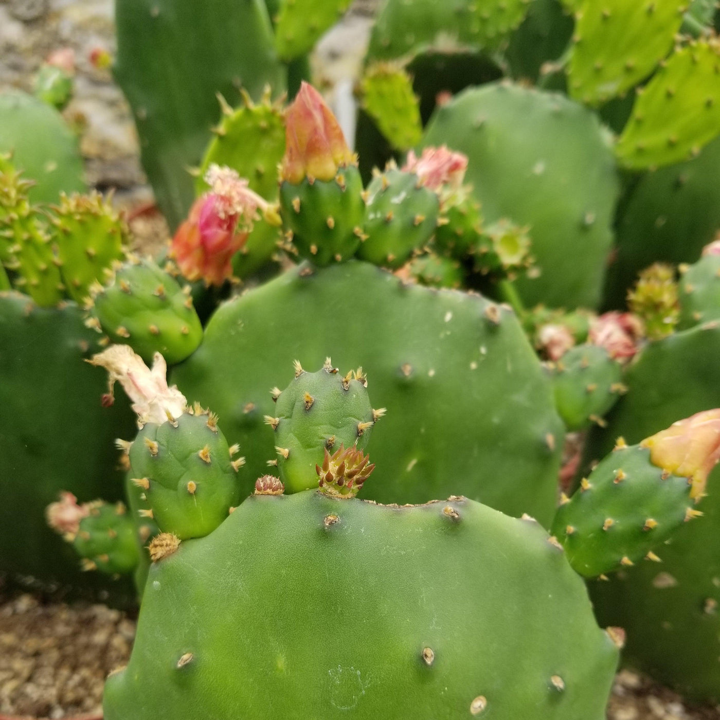 drooping prickly pear cactus Opuntia ellisian 'Spineless Prickly Pear' – Planet Desert